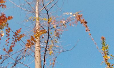 梦到猫很粘我是什么意思(梦见黑猫粘着我)