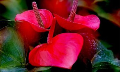 属羊人宜养红掌(生肖属羊养狗化解)