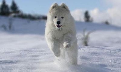 属鼠2023年结婚好吗(2023年属鼠感情婚姻咋样)