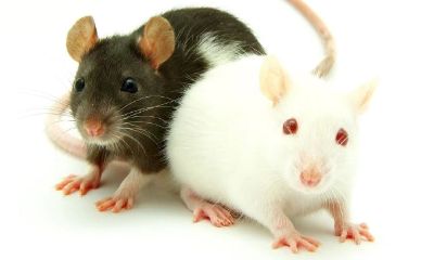 2023年属牛未来十年大运(属牛未来运气)