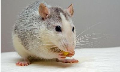 属鼠人年龄对照(生肖属鼠的年龄表)