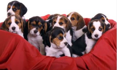 梦见打麻将周公解梦(梦见狗是不是有财运)