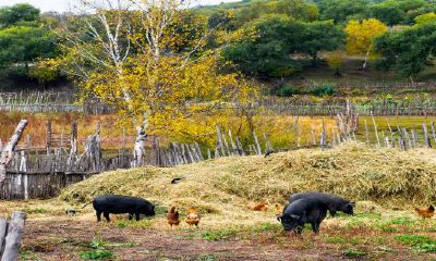 生肖猪的三喜临门(最旺猪的属相)