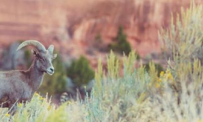 属羊的人一生(属羊的人一生财运怎么样)