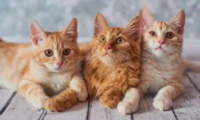 怀孕梦到被猫袭击(孕妇梦见好多猫攻击我)