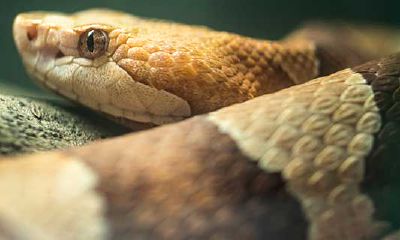 属蛇人一生的贵人乙2023(2023年属蛇人的事业贵人是谁)