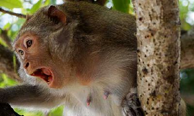 属猴的出生日期和时辰(属猴的什么时候时辰出生好点)