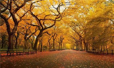 狮子座最不能忍受的(狮子座最放不下的星座)