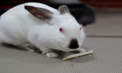 生肖兔明天的运势如何(什么生肖最旺鼠的财运)