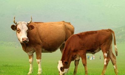 1985年属什么生肖啊(1985年属牛婚配禁忌)