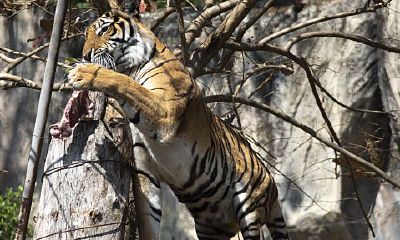 属虎的今年运势2023颜色(为何属鼠的不怕本命年)