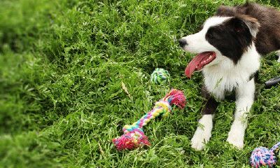 属狗的四十岁大劫指什么(1982年属狗四十岁会怎样)