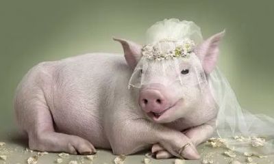 属猪的75岁是几几年的(71年属猪48岁命运)