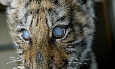 属虎的女性怎么样(属虎的男人对老婆好不好)