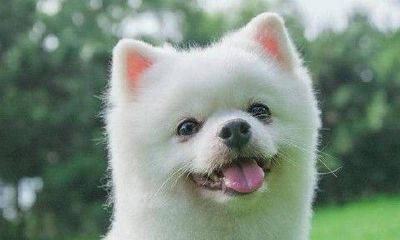 查看狗年运势(70年属狗的运程)