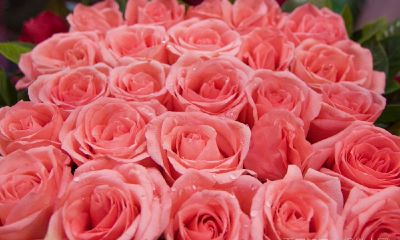 周公解梦梦见厕所有蛆(周公解梦梦见厕所生蛆)