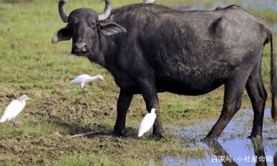 命里带金的三大生肖女(注定命里藏金的生肖女)