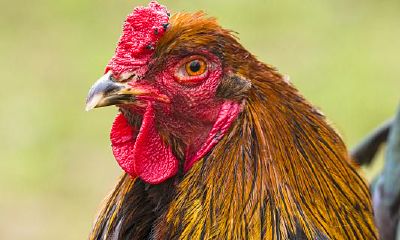 属鸡的2023年为什么财运不好(属鸡的命是一等命)