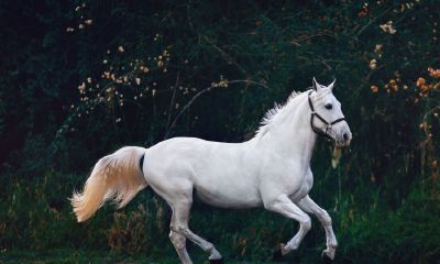属虎人在工作做开朗(属虎人做什么行业才可能成功)
