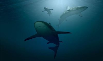 周公解梦梦见鱼咬我(怎么测出一个男生喜不喜欢你)