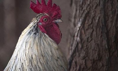 属鸡2023年每月财运(2023年属鸡女牢狱之灾)