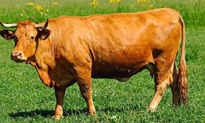 属牛人起名怎样用三合生肖字(属牛三合贵人生肖)