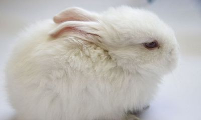 1995年属免的最佳婚配(95年属猪最佳婚配属相)