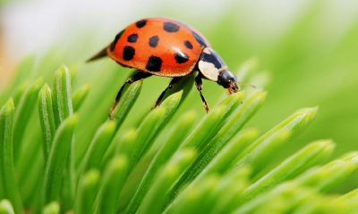 算命小花姐是什么意思(算命的说我是花女)