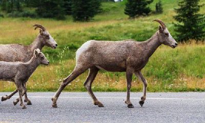 适合属羊人的团队名字(属羊女孩取名)