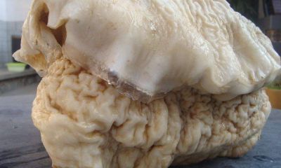 人形太岁的秘密(挖到太岁怎么处理)