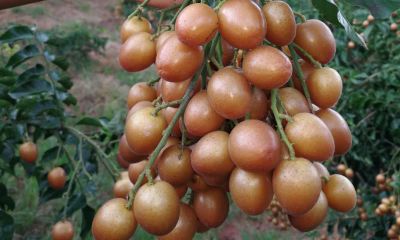 做梦梦见黄皮子周公解梦(1999年属兔男最佳结婚)