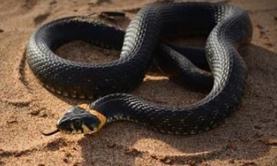 梦到龟吞蛇解梦(梦到蛇解梦码)