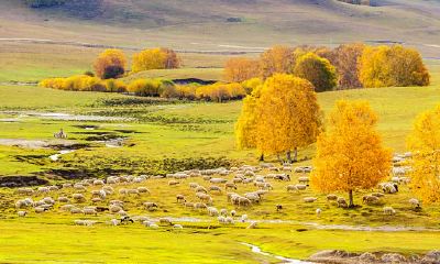 95年属羊人注定的婚姻(属羊人确实命不好)