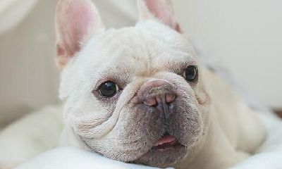 梦见被狗咬脚趾头什么预兆(梦到狗对我很凶想咬我)