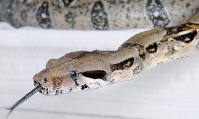 周公解梦大全查询梦见一条大蛇想钻进我的嘴里(梦见又粗又大又长的蛇)