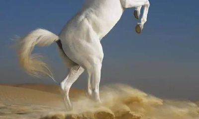 三月桃花运最旺的生肖(桃花运非常强的生肖)