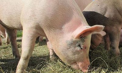 属猪腊月生人命运好不好(腊月出生的属猪人真的不好吗)