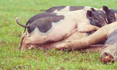 属猪出生哪年最好(属鼠的和什么属相最配)