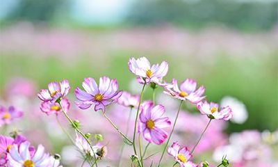 2023年是什么五行属性年份(五行属性查询表)