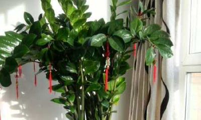 易经风水客厅摆放(客厅风水大忌假花)