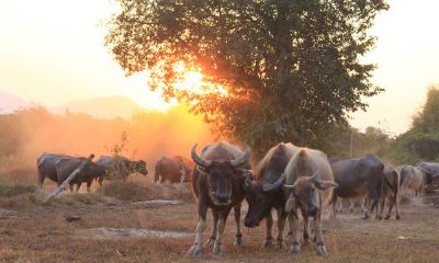73年属牛人的婚姻运势(73年属牛男人今年会离婚吗)