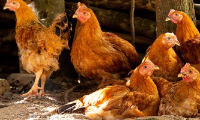 1993年男属鸡女2023姻缘怎么样(93年属鸡女2023年)