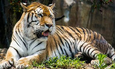 属虎的命中贵人是哪个生肖(1974年属虎的贵人)