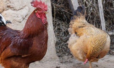 属鼠人2023年每月运程老黄历(2023年生肖鼠全年运程)