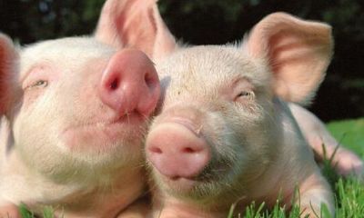 95年属猪2023年感情运程(1983年属猪运势)