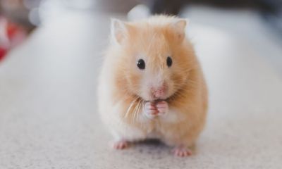 一月出生的属鼠人性格特点(属鼠一月出生的命运)