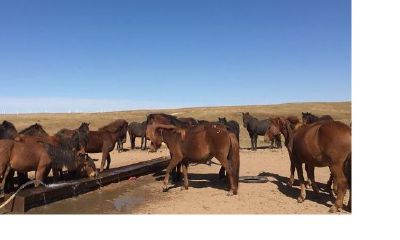 给马开光是里面还是外面(给牛马开光全套词)