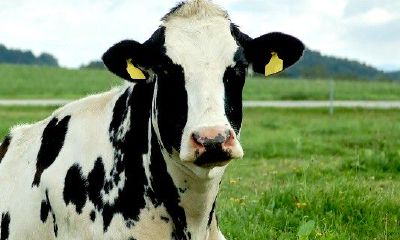 今日属牛打麻将财运(属牛的赌运如何)