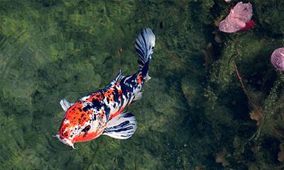 2023年害太岁要注意什么(2023年太岁犯什么属相)