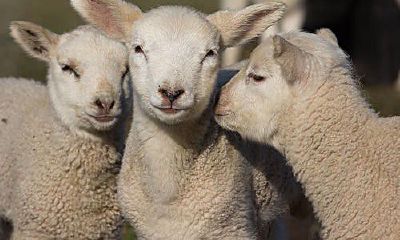 冬天生的属羊人命苦吗(属羊的人一辈子命苦是真的吗)